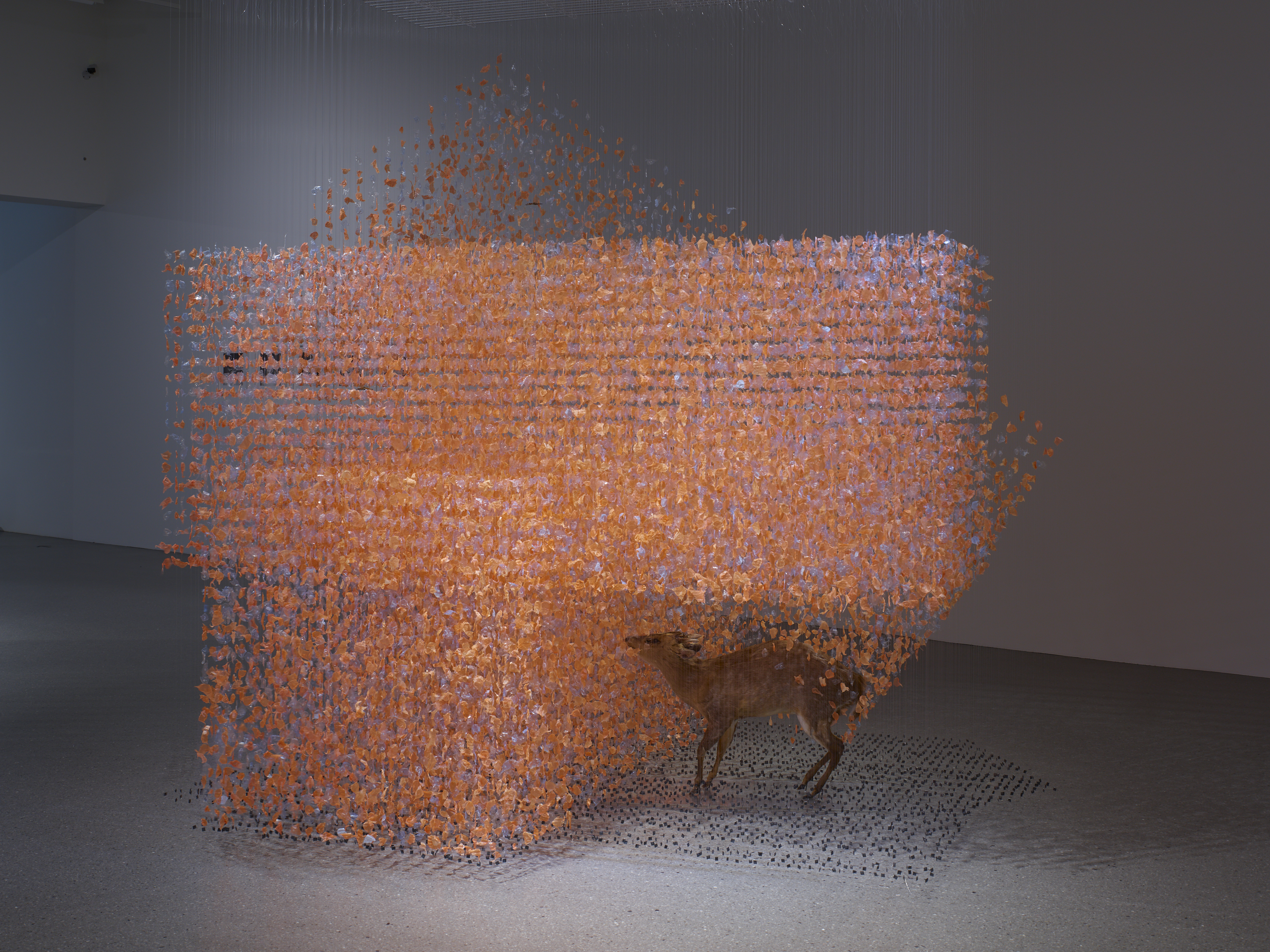 This image for Image Layouts addon